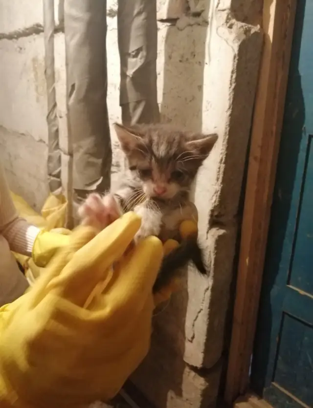 Найдена кошка в Орше — В подвале найдены целых 13‼️ котят😱.