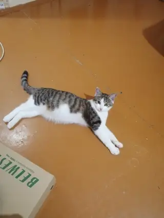 Найдена кошка в Орше — Доброе утро! Для Кошечки, которую я подобрала с улицы, ищу самых преданных хозяев. Стерилизована и…