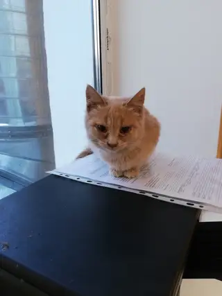 Найдена кошка в Орше — КОТЁНКУ ОЧЕНЬ СРОЧНО НУЖНА ПОМОЩЬ!🙏🏻❤