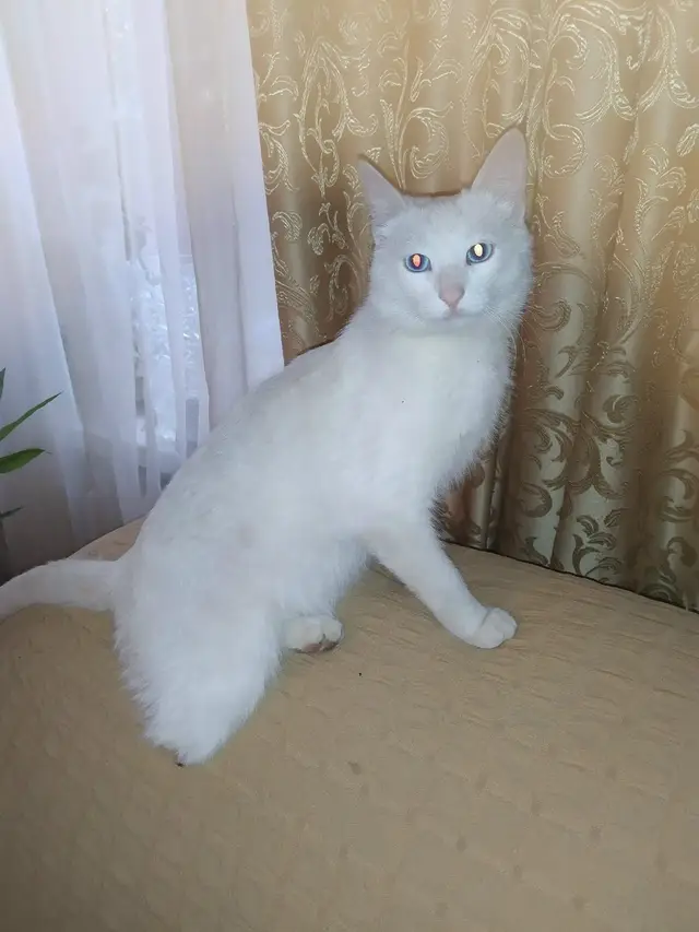 Пропала кошка в Орше — Оршанцы, ПОМОГИТЕ НАЙТИ!!