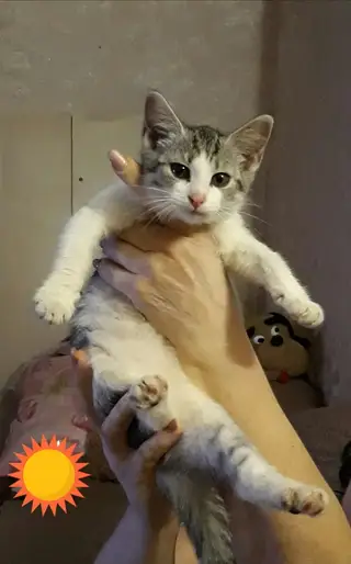 Найдена кошка в Орше — КОТЕНКУ НУЖНЫ ХОЗЯЕВА!!!