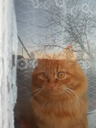 Пропала кошка в Орше — фото объявления