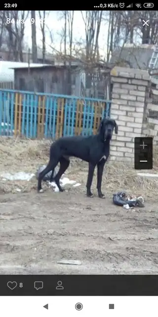 Найдена собака в Орше — Прошу очень опубликовать информационную помощь!!!Орша!!! Дубровно!!!