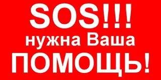 Найдена кошка в Орше — На центральном рынке на 105 месте утром обнаружили коробку с котятами, пять котят. Котята чистые, видимо…