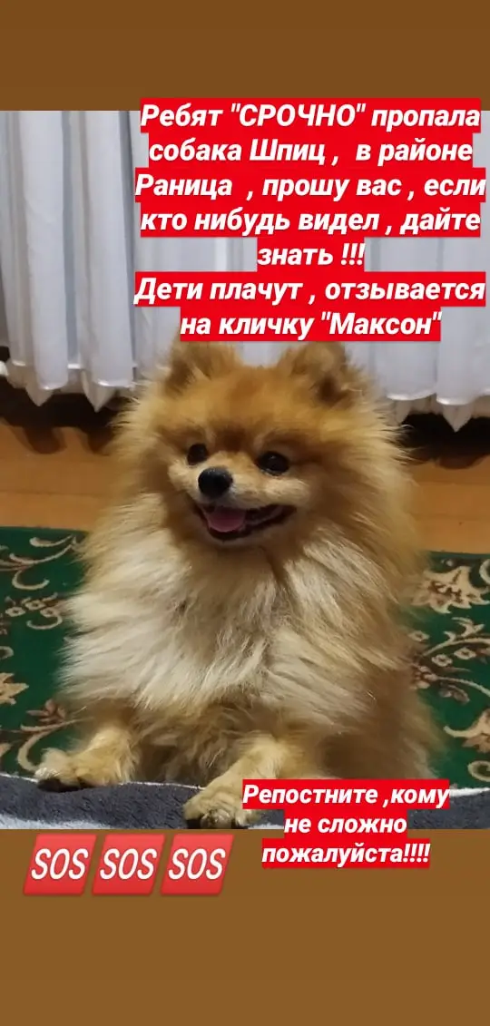 Пропала собака в Орше — фото объявления