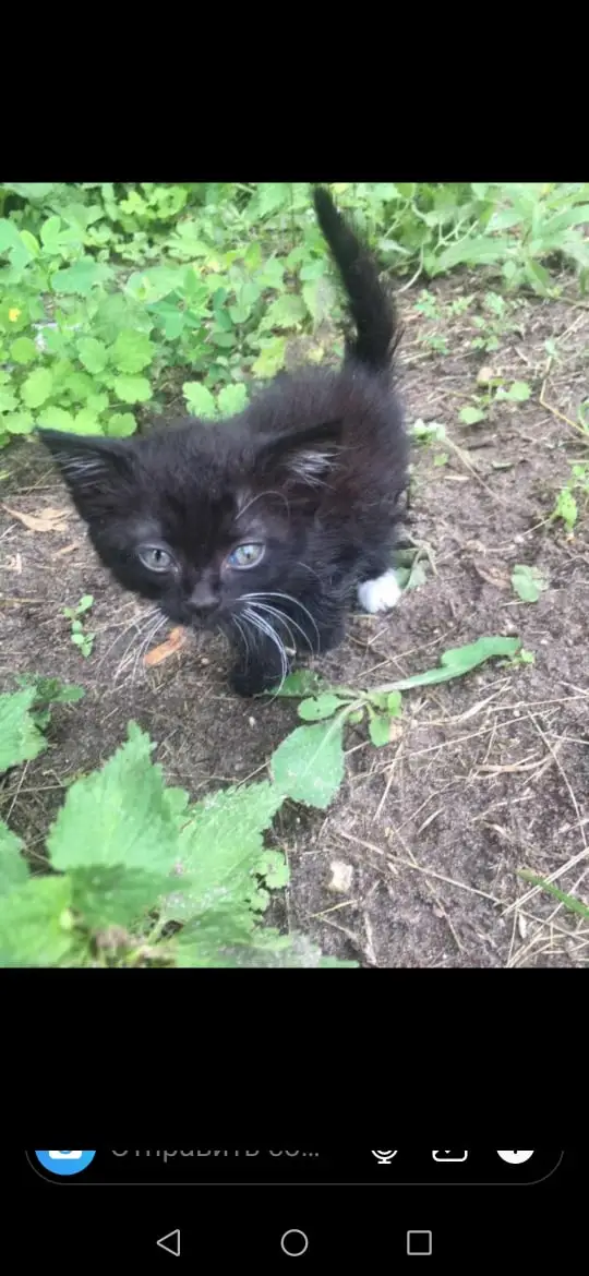 Найдена кошка в Орше — Ребят сегодня утром в пакете нашли котёнка 😤😨😬, долго у себя держать нет возможности, может нужен…