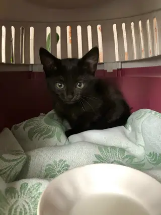 Найдена кошка в Орше — Здравствуйте, нашли котёнка. Шли ночью, услышали душераздирающий крик, не смогли пройти мимо, стало ну…