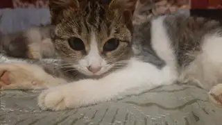 Найдена кошка в Орше — Срочно!!!🆘