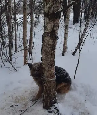 Найдена собака в Орше — Орша. Пёс-овчарка, намертво примотанный цепью к дереву, найден в лесу. Его увидели железнодорожники при…