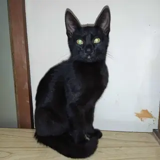 Найдена кошка в Орше — Здравствуйте....ищу хозяина котенка....находится в г.Барань ул.Оршанская вблизи магазина САНТА.....худой…