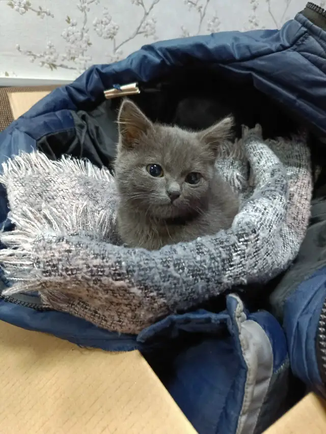 Пропала кошка в Орше — Забегала на работу и услышала истошный МЯУ! Позвала, а там котенок. Совершенно ручная и голодная девочка…