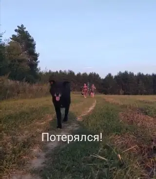 Пропала собака в Орше — У людей потерялся крупный, старенький пёс Жулик.