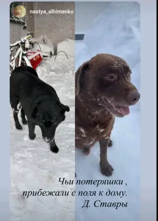 Пропала собака в Орше — Чьи потерянные собаки? В разных местах города..