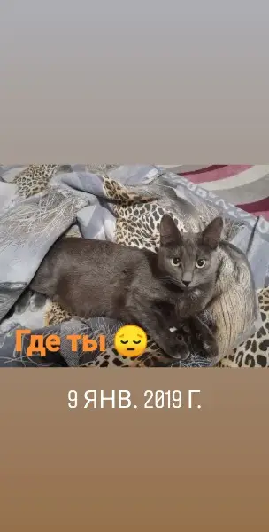 Найдена кошка в Орше — Здравствуй город орша пропала взрослая кошка в районе текстильщиков 4/6 может кто видел либо владеет…