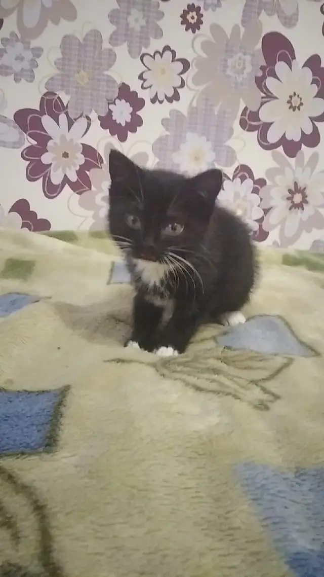 Найдена кошка в Марьиной Горке — Срочно ! Ласковый котёнок ищет хозяев .Нет возможности оставить себе, т.к. есть собака.