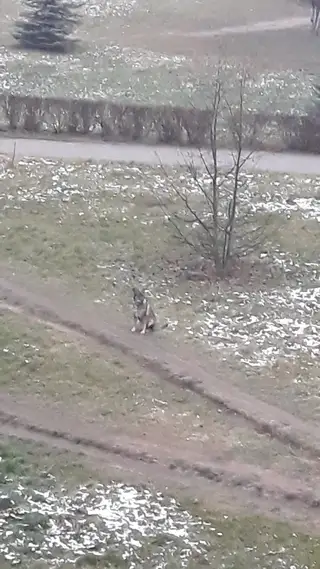 Найдена собака в Жлобине — Ищем хозяина!!!