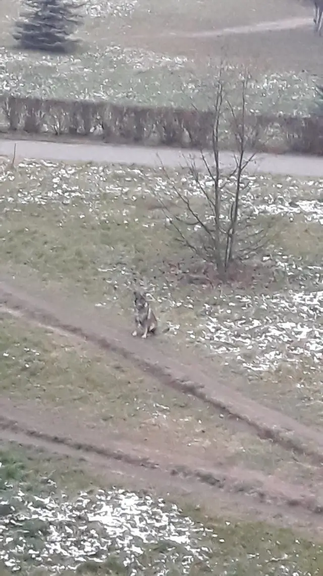 Найдена собака в Жлобине — Ищем хозяина!!!