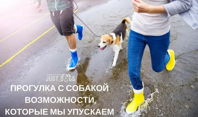 Найдена собака в Жлобине — ПРОГУЛКА С СОБАКОЙ — ВОЗМОЖНОСТИ, КОТОРЫЕ МЫ УПУСКАЕМ