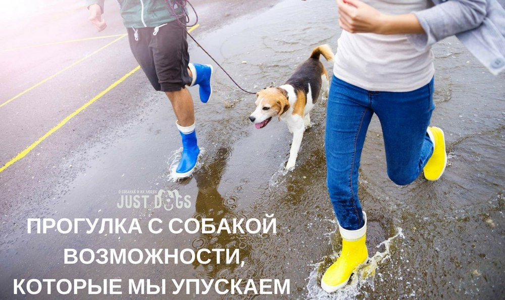 Найденная собака в Жлобине: ПРОГУЛКА С СОБАКОЙ — ВОЗМОЖНОСТИ, КОТОРЫЕ МЫ УПУСКАЕМ Найдена собака в Жлобине — ПРОГУЛКА С СОБАКОЙ — ВОЗМОЖНОСТИ, КОТОРЫЕ МЫ УПУСКАЕМ