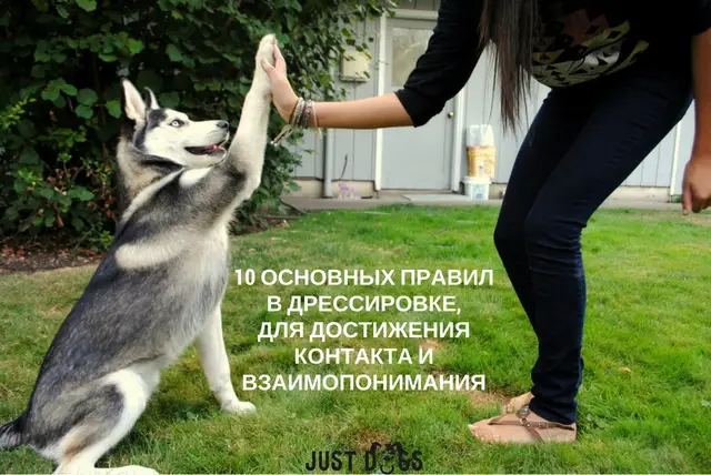 Найдена собака в Жлобине — основных правил в дрессировке, которые помогут при обучении собаки для достижения контакта и…