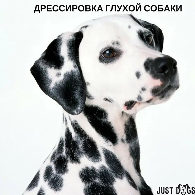 Найдена собака в Жлобине — Дрессировка глухой собаки