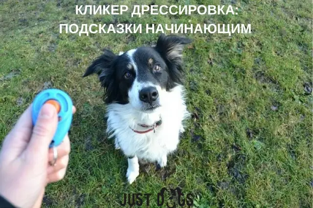 Найдена собака в Жлобине — Кликер дрессировка: подсказки начинающим