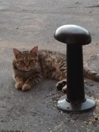 Пропала кошка в Новополоцке — фото объявления