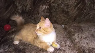 Найдена кошка в Новополоцке — На Олимпийской дом 11 найден рыжий домашний котёнок.