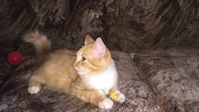 Найдена кошка в Новополоцке — На Олимпийской дом 11 найден рыжий домашний котёнок.