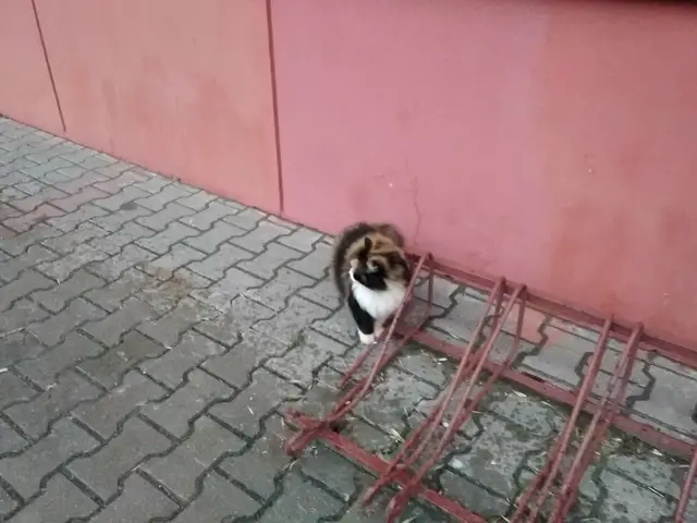 Найдена кошка в Новополоцке — фото объявления