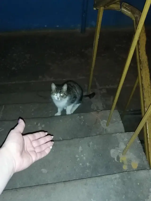 Найдена кошка в Новополоцке — Кто потерял кота. Ухоженный, но очень голодный. Достала из подвала боровуха 1, Армейская 6, первый…