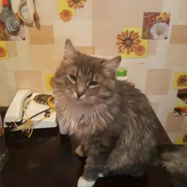 Пропала кошка в Новополоцке — фото объявления