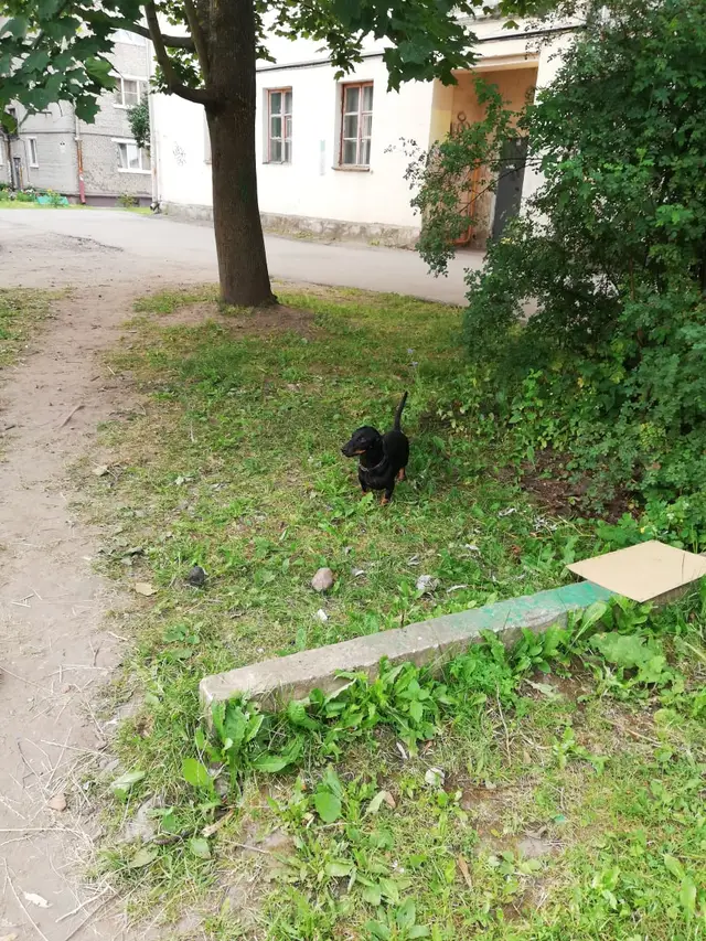Найдена собака в Новополоцке — Возле Коммунистическая 15 найдена такса, ещё подросток, кобель, есть ошейник, сильно напуган, не…