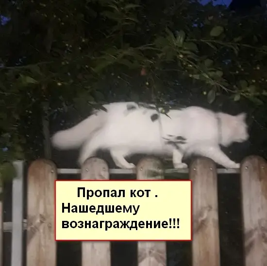 Пропала кошка в Новополоцке — фото объявления