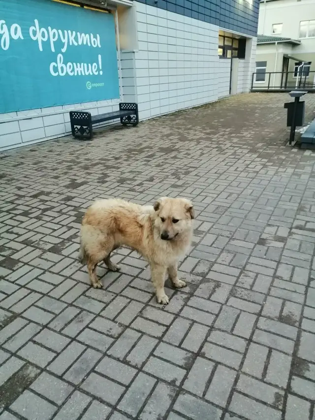 Найдена собака в Новополоцке — Здравствуйте 🙏 Нашёлся пёс, мальчик, добрый и покладистый в районе Больничного городка. Но все…