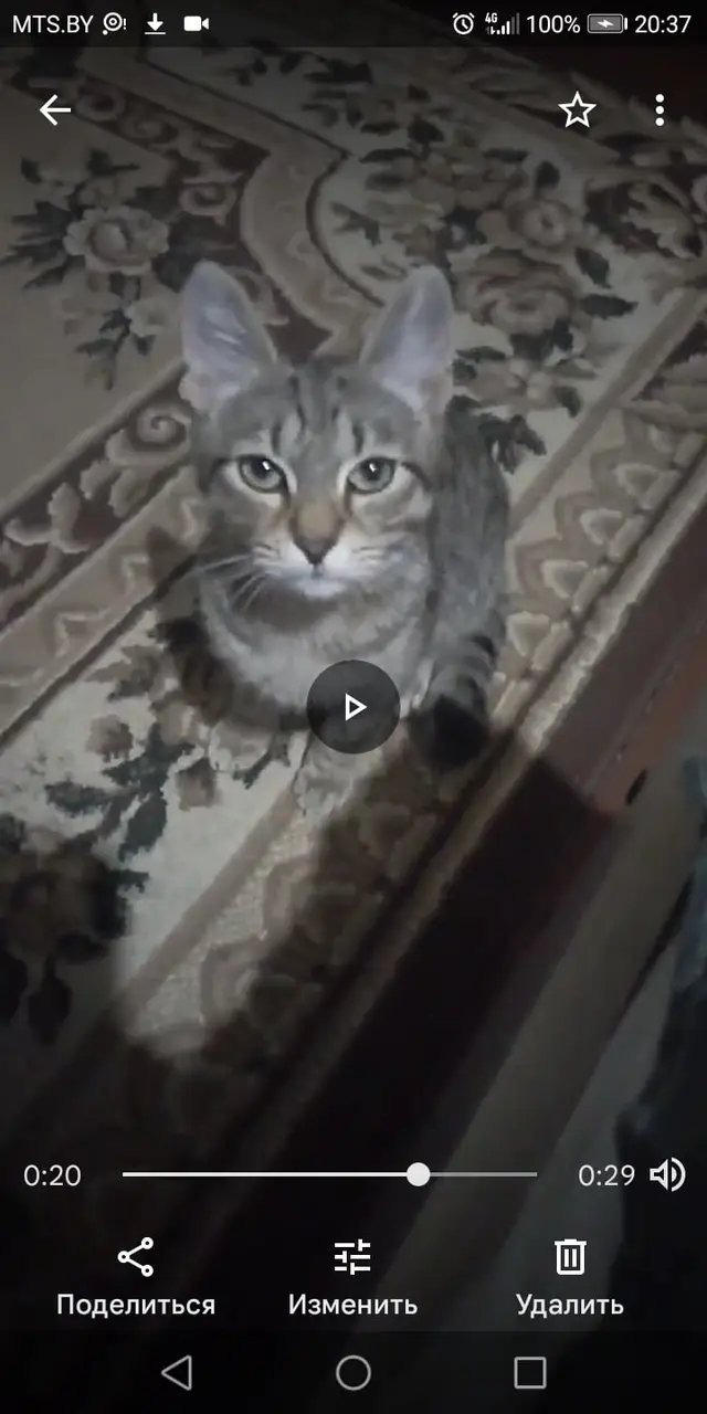 Пропала кошка в Новополоцке — Здравствуйте 9 ноября потерялся котенок подросток в громах по улицам Невельская и Калинина и…