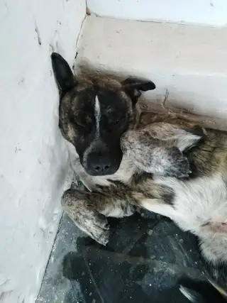 Пропала собака в Новополоцке — фото объявления