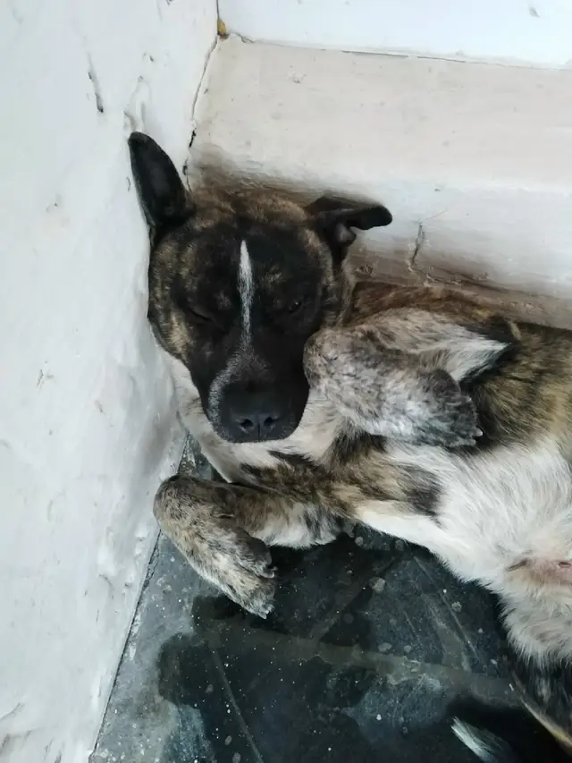 Пропала собака в Новополоцке — фото объявления
