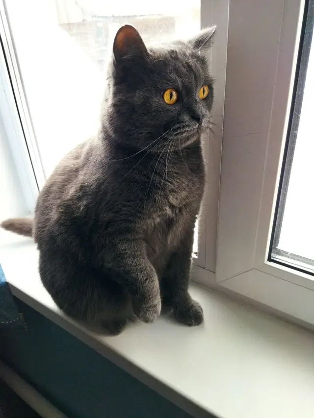 Пропала кошка в Новополоцке — СРОЧНЫЙ HELP! 🙏