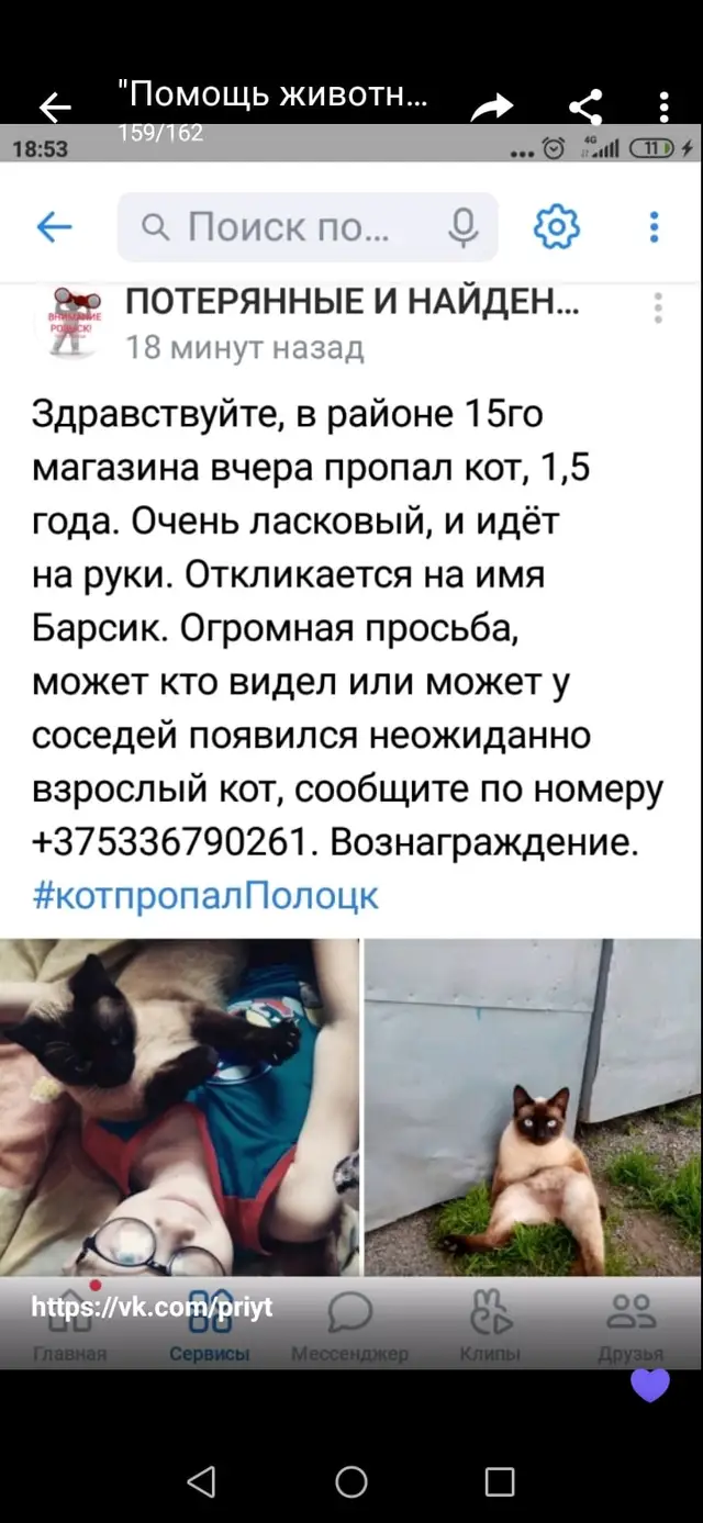 Найдена кошка в Новополоцке — фото объявления
