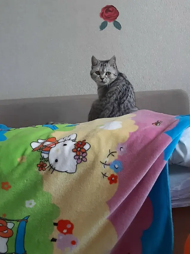 Найдена кошка в Новополоцке — СРОЧНО