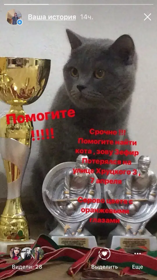 Найдена кошка в Полоцке — фото объявления