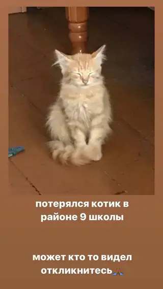Найдена кошка в Новополоцке — фото объявления