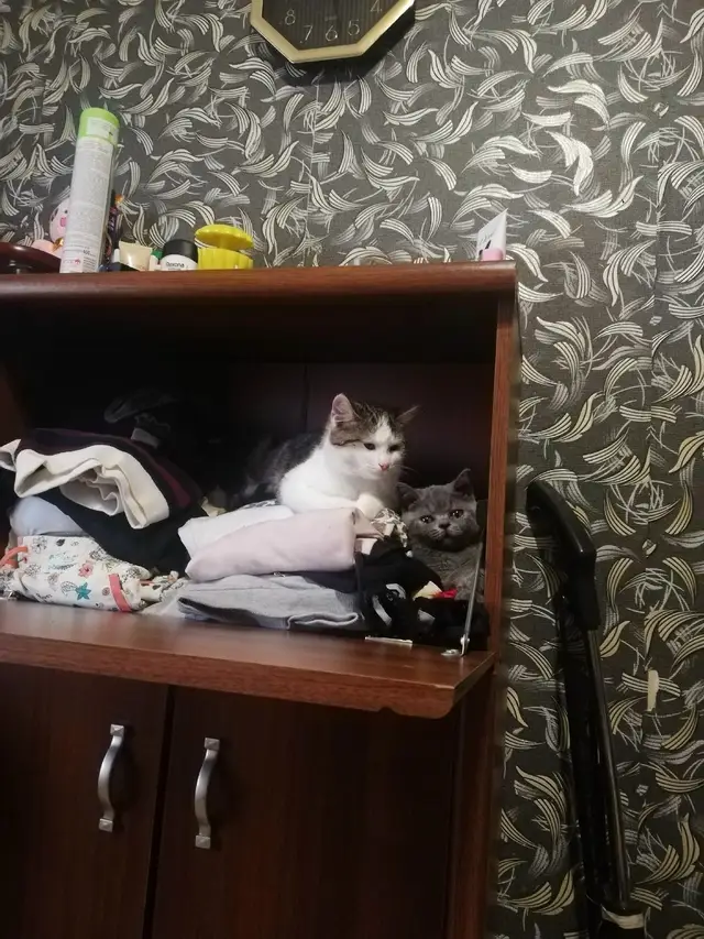Пропала кошка в Новополоцке — фото объявления