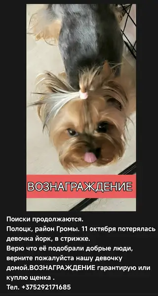 Найдена собака в Новополоцке — фото объявления