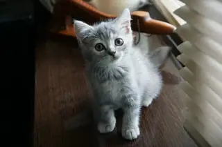 Найдена кошка в Горках — Груня@zoozabota_sochi2