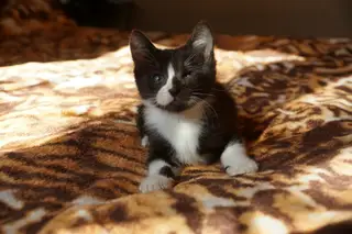Найдена кошка в Горках — Джейк@zoozabota_sochi2