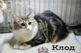 Найдена кошка в Горках — Клод@zoozabota_sochi2