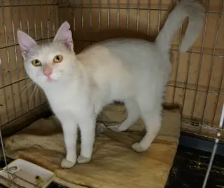 Найдена кошка в Горках — Кошечка Ода ищет дом и хозяев.