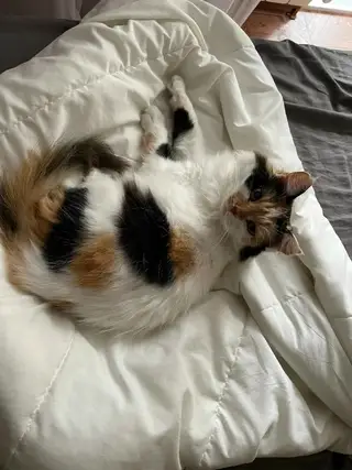 Найдена кошка в Горках — Патата@zoozabota_sochi2